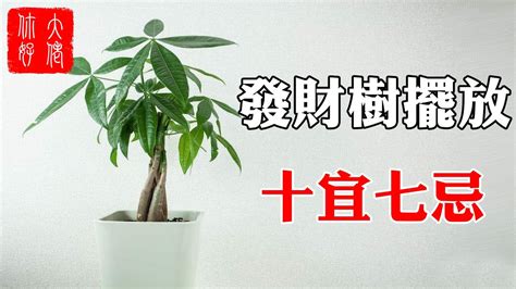 發財樹 風水